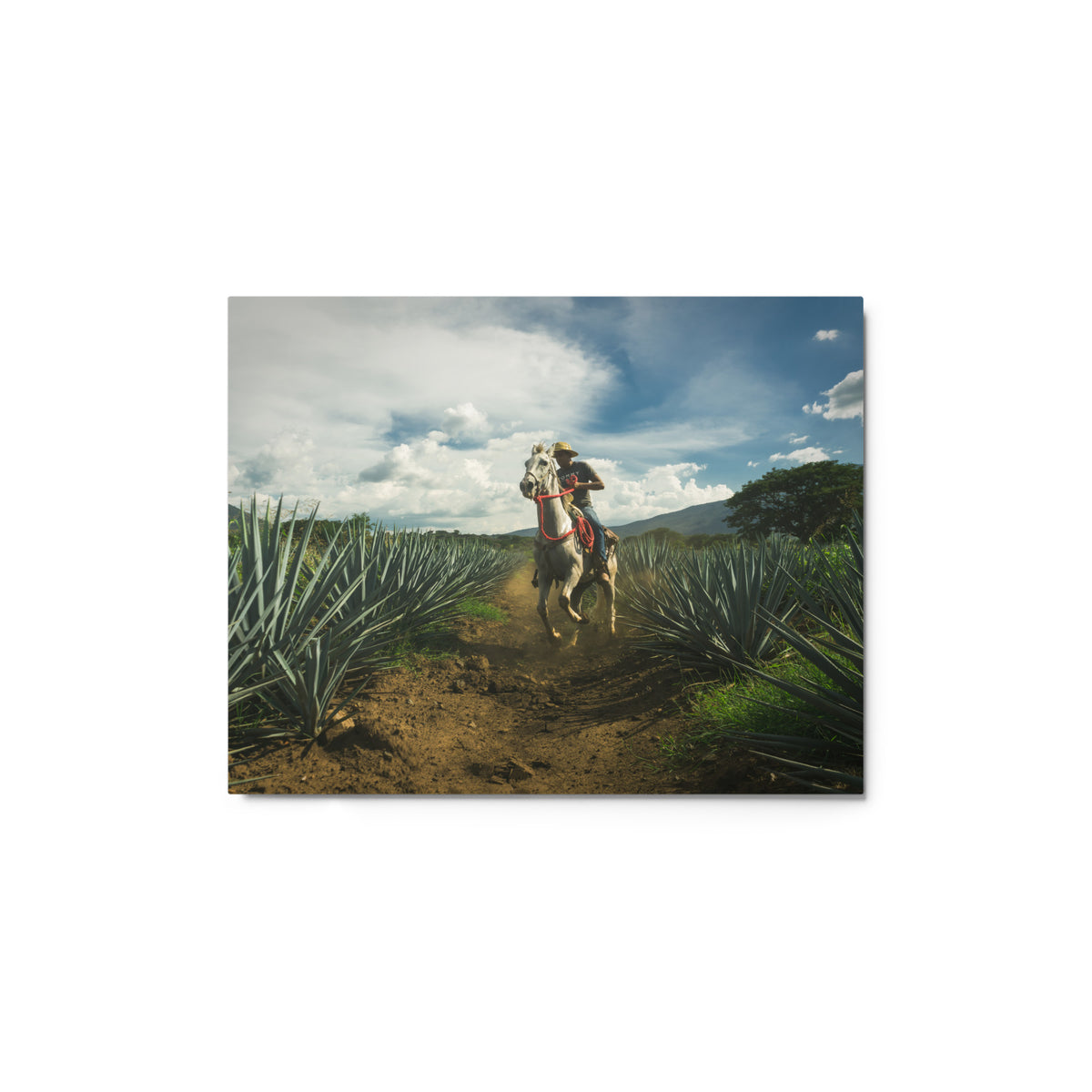 Fotografía en metal de agaves mexicanos — MX ART"