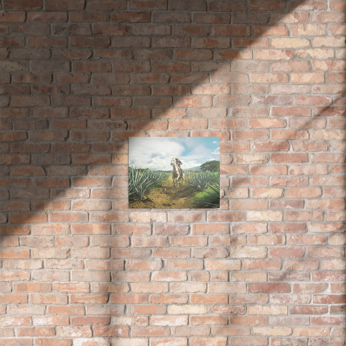 Fotografía en metal de agaves mexicanos — MX ART"
