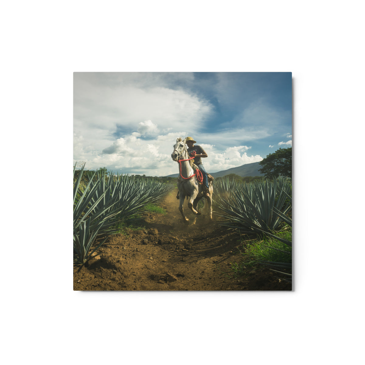 Fotografía en metal de agaves mexicanos — MX ART"