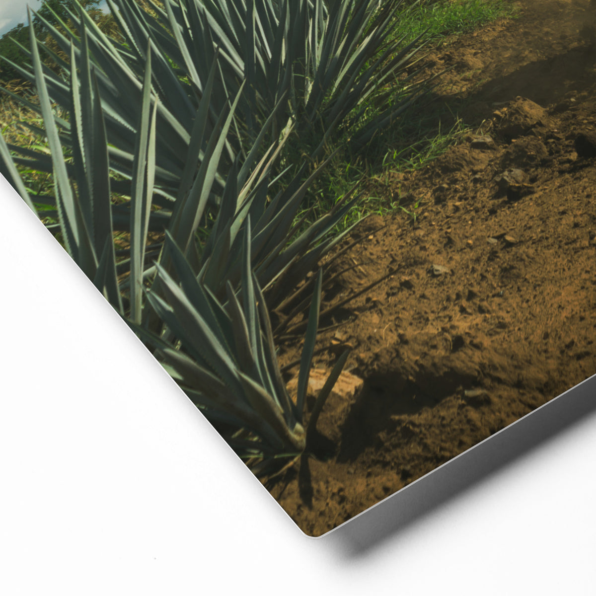 Fotografía en metal de agaves mexicanos — MX ART"