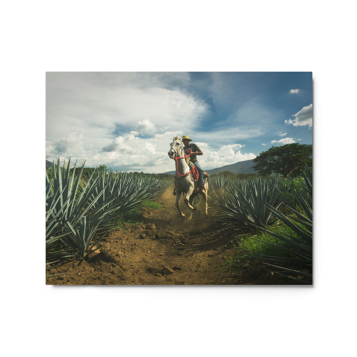 Fotografía en metal de agaves mexicanos — MX ART"