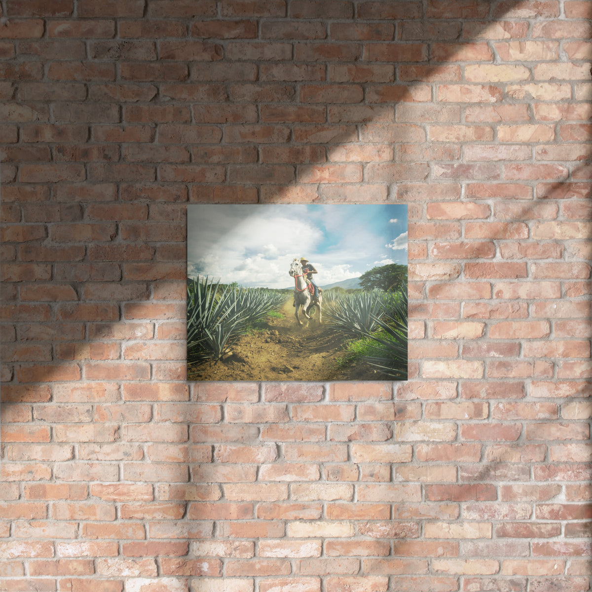 Fotografía en metal de agaves mexicanos — MX ART"