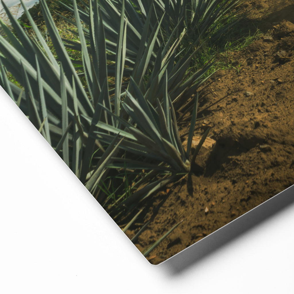 Fotografía en metal de agaves mexicanos — MX ART"