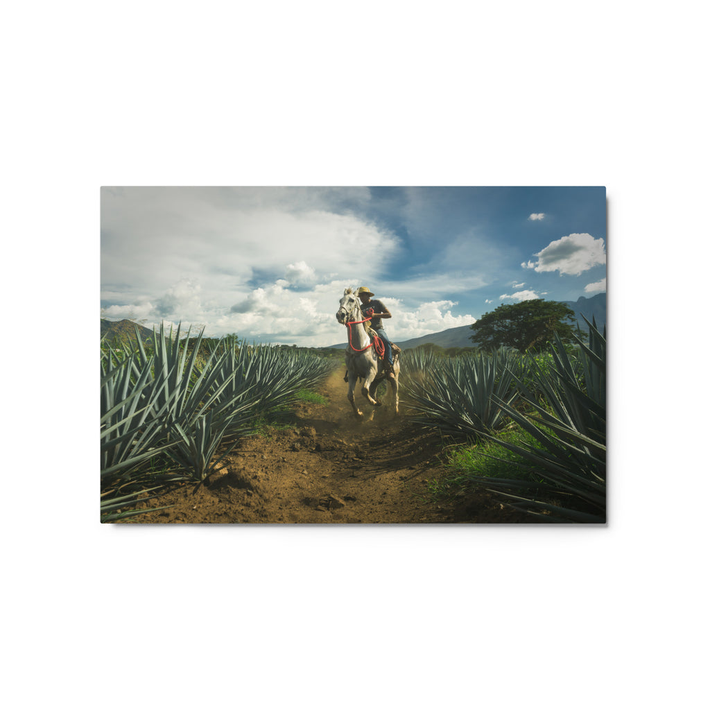 Fotografía en metal de agaves mexicanos — MX ART"