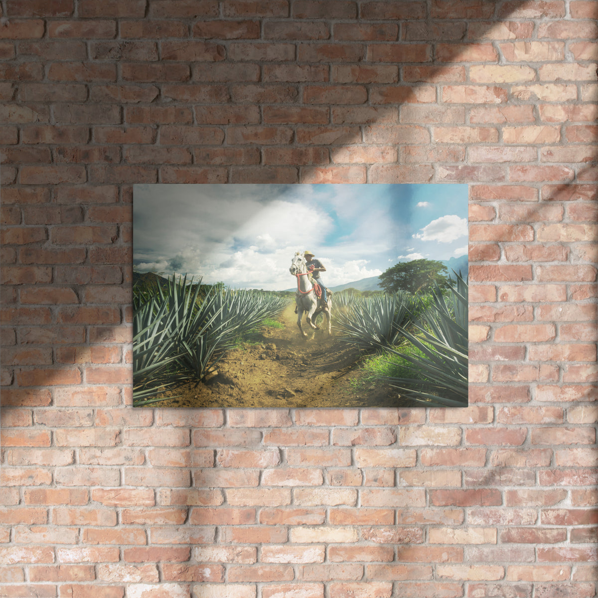 Fotografía en metal de agaves mexicanos — MX ART"