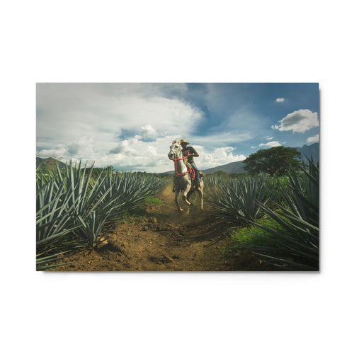 Fotografía en metal de agaves mexicanos — MX ART"
