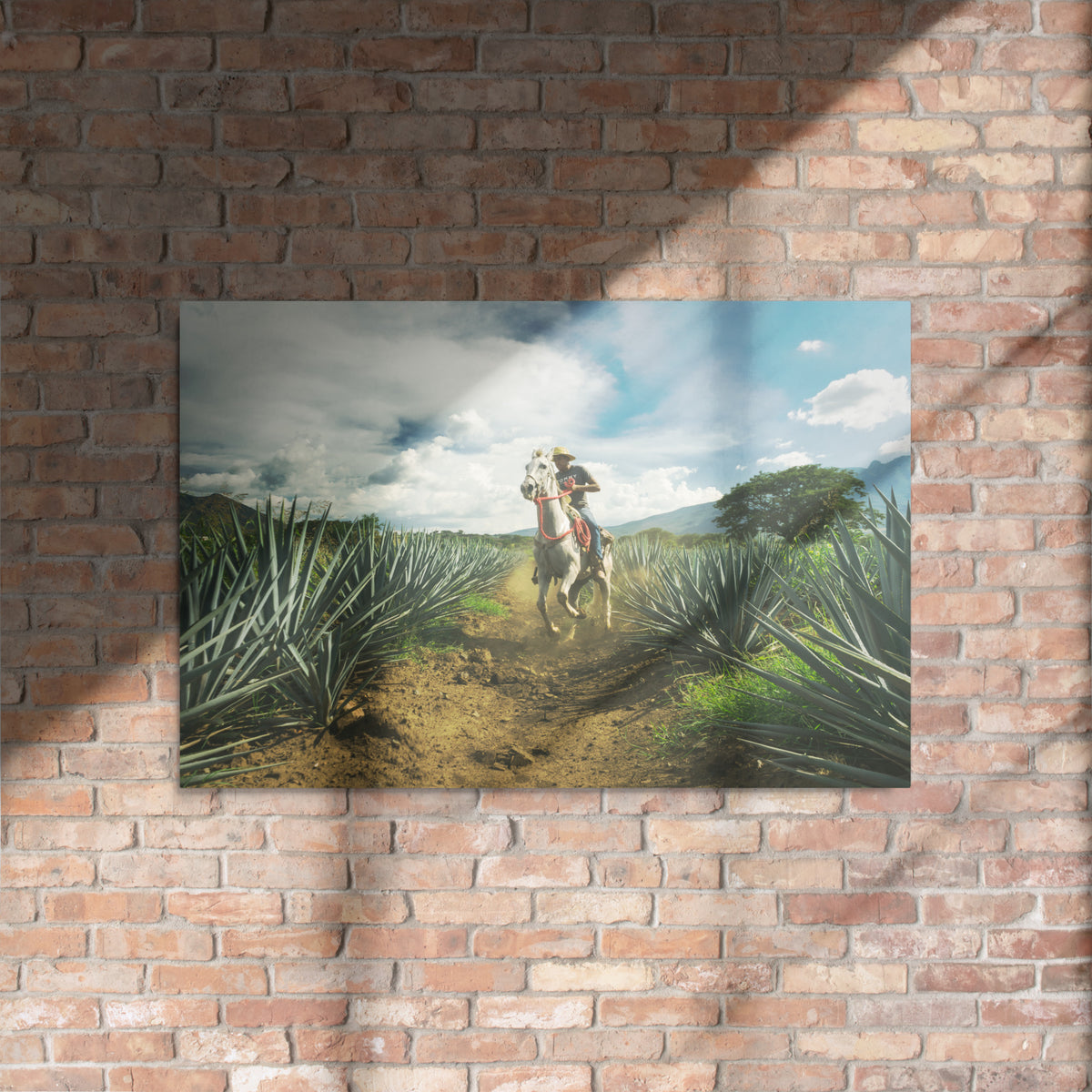 Fotografía en metal de agaves mexicanos — MX ART"