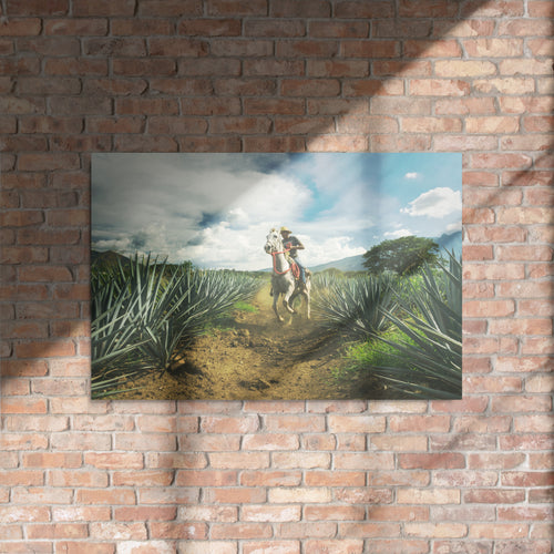 Fotografía en metal de agaves mexicanos — MX ART"