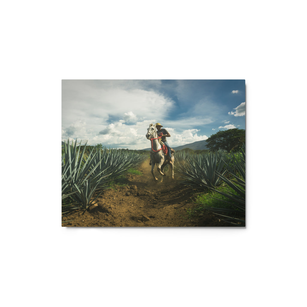 Fotografía en metal de agaves mexicanos — MX ART"