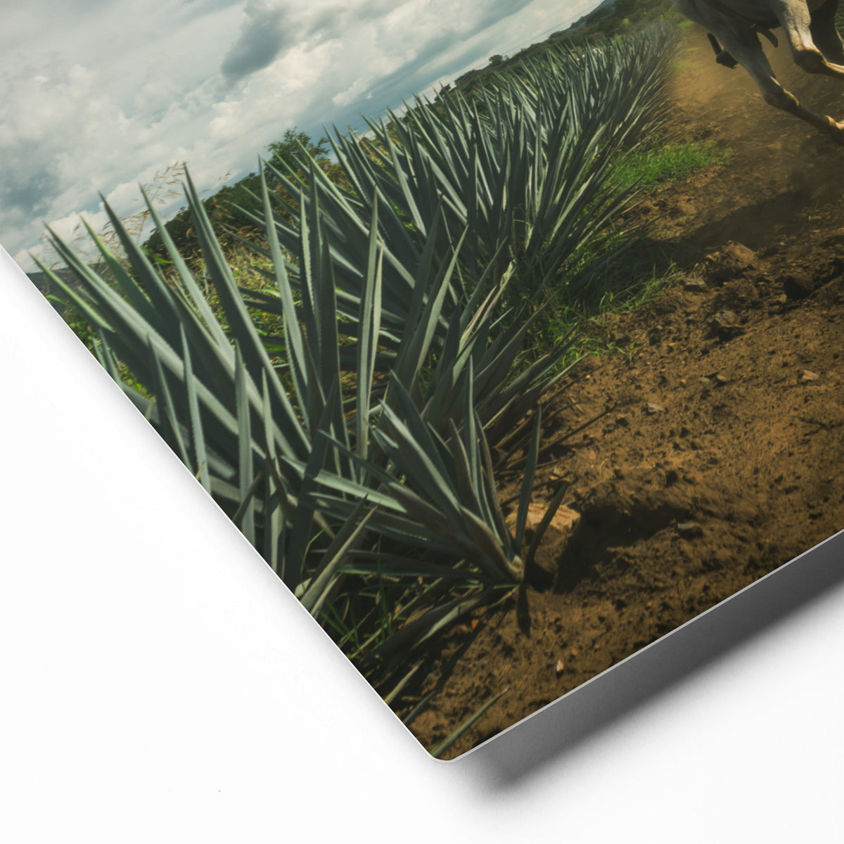 Fotografía en metal de agaves mexicanos — MX ART"